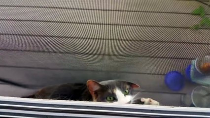 Cat Stuck in Screen Door