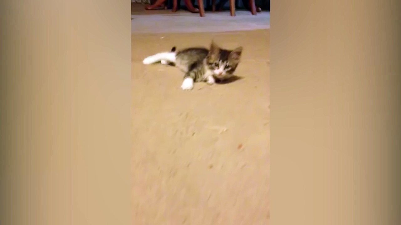Kitten has Hilarious Reaction to Her Reflection
