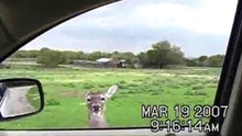 Deer at Petting Zoo Scares Kid