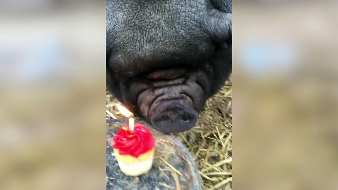 Pig Celebrates Birthday