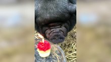 Pig Celebrates Birthday