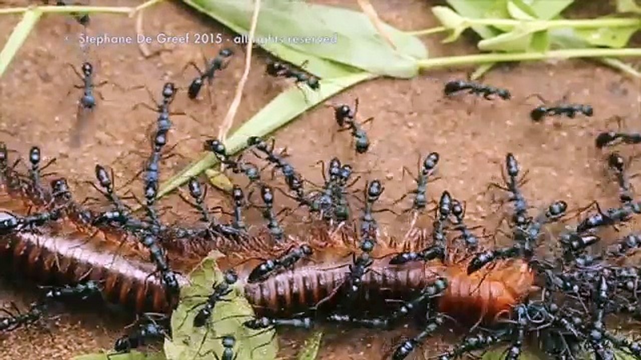 100 Gram Ağırlığındaki 6 Robot Yaklaşık 2 Tonluk Aracı Çekmeyi Başardı
