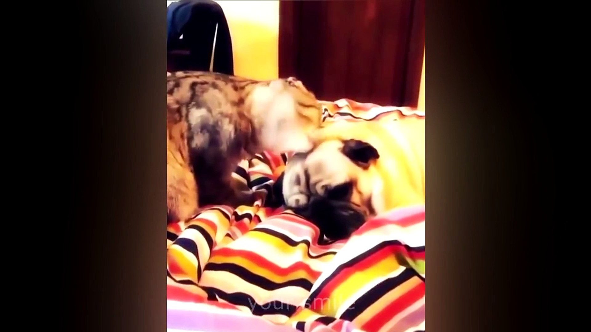 ⁣КОТЫ ПРИКОЛЫ 2016 - СМЕШНЫЕ ЖИВОТНЫЕ 2016 - Funny Cats 2016