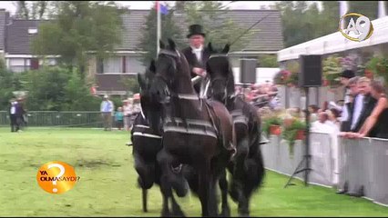 Atların muhteşem kas-iskelet yapısı