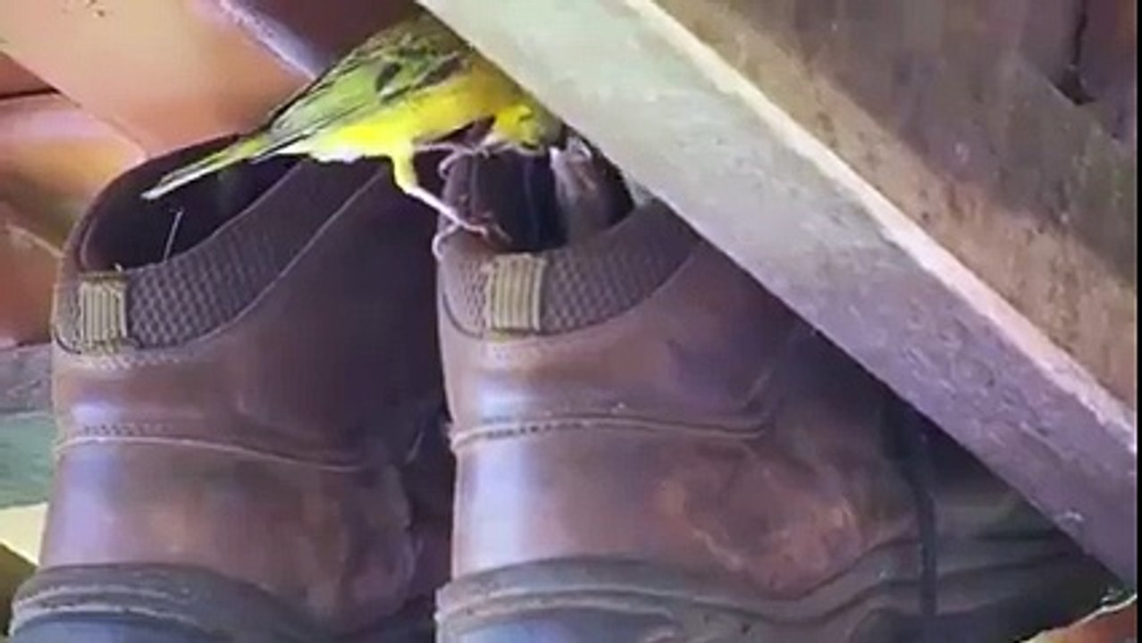 Daha önce böyle bir güzellik gördünüzmü