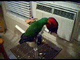 Eclectus Parrots meeting for the first time