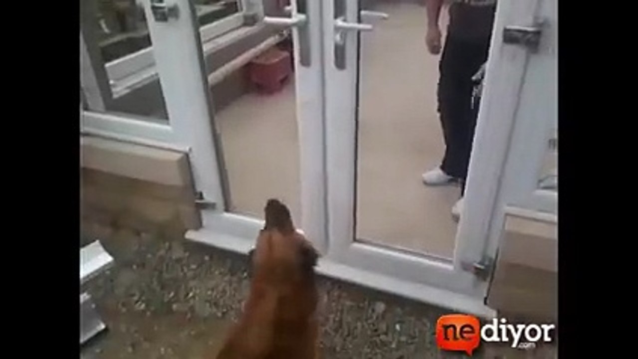 Aşırı zeki köpek