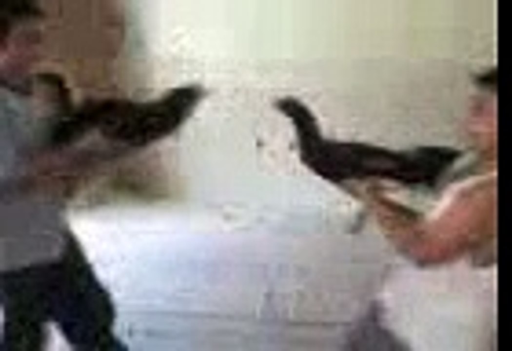 pelea de gallos
