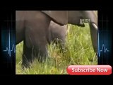 Elephant Vs Lions Attack To Death