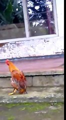 Ayam Ajaib ( Aneh Tapi Nyata )