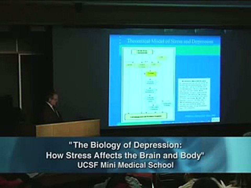 The Biology of Depression The Affects of Stress 58