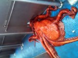 Une pieuvre très maline