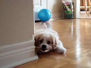 Puppy Battles Doorstop