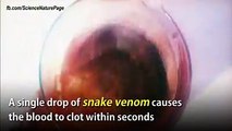 Découvrez ce qui se passe quand vous mélangez le sang avec le venin de serpent
