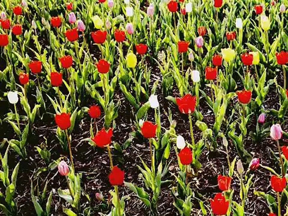 Huzur Veren Fon Müzik