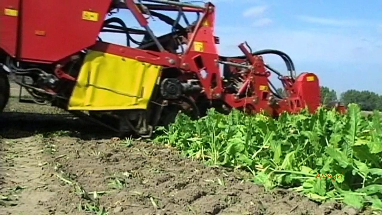 Arrachage des betteraves 2009