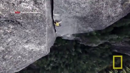 American Tiger - Ruthless (National Geographic)