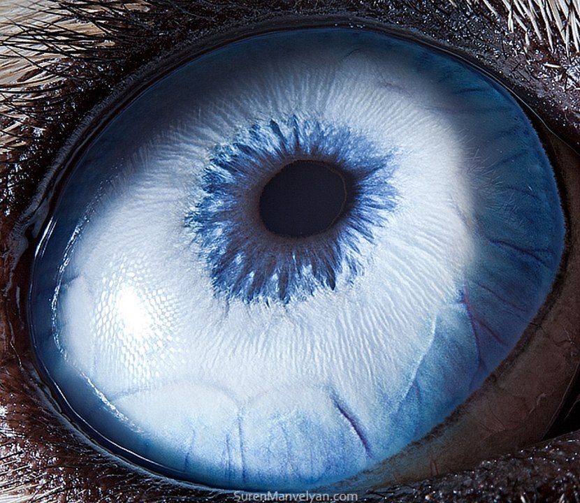 The most incredibly Beautiful Eyes in Our Planet