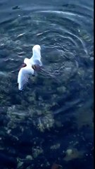 This Octopus Vs. Seagull Battle Has Quite An Unexpected Outcome