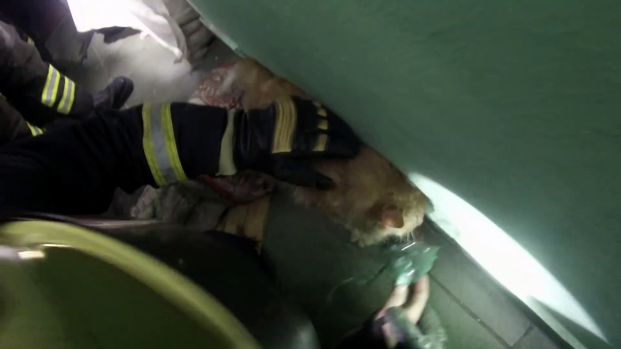 Le magnifique sauvetage d'un chat par des pompiers