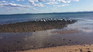 Slow mo clip of birds taking off