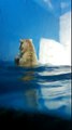 Polar bears' love