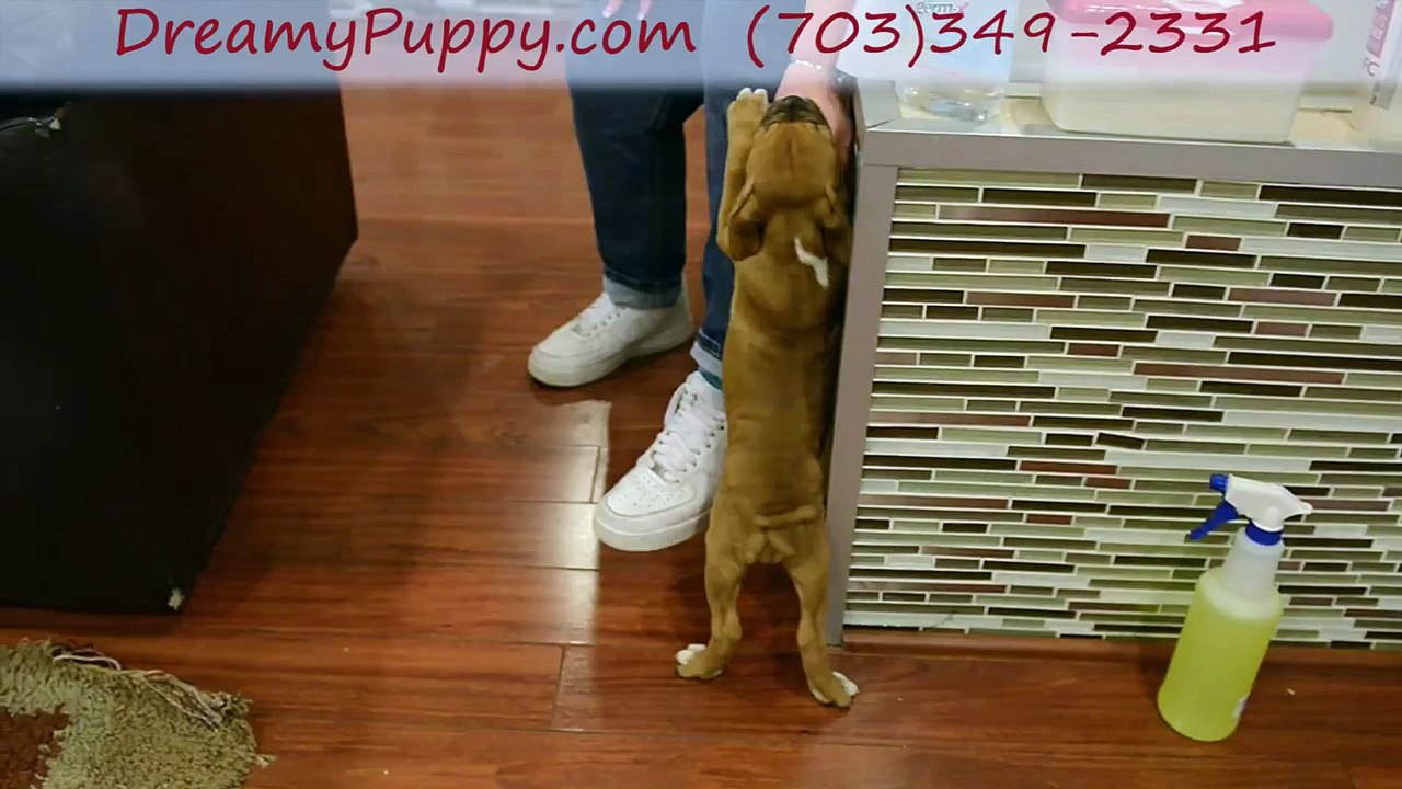 The Valley Mini Bulldog Girl Dreamy Puppy Puppies - How To Keep Your Dream Puppy Chantilly Healthy & Cheerful