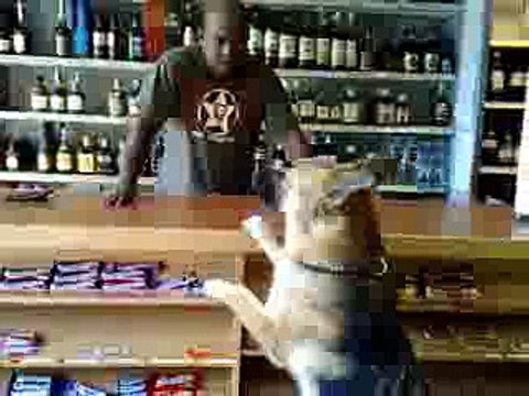 German shepherd guard dog on duty