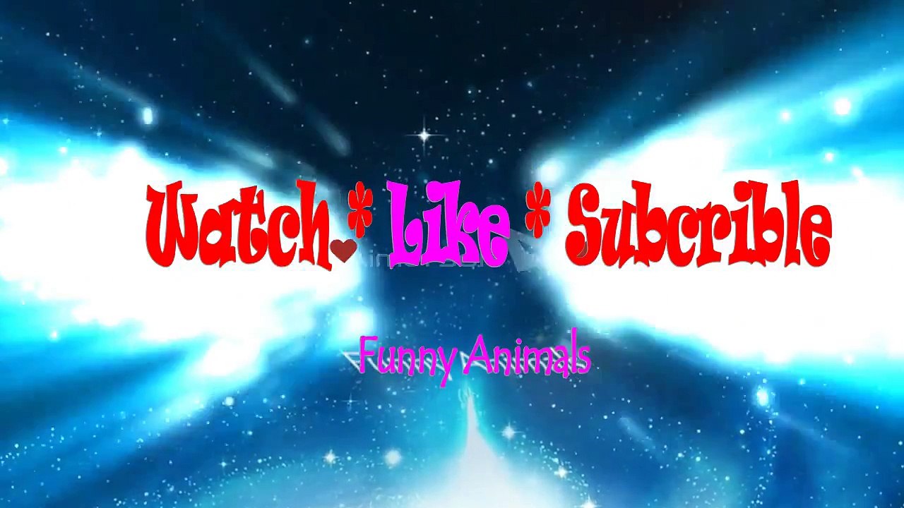 Funny videos People fail [Dog and Cat Dancing Fails] Funny Animals videos