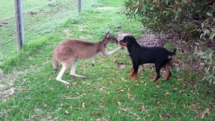Kangaroo and Dog showing their love for each other.