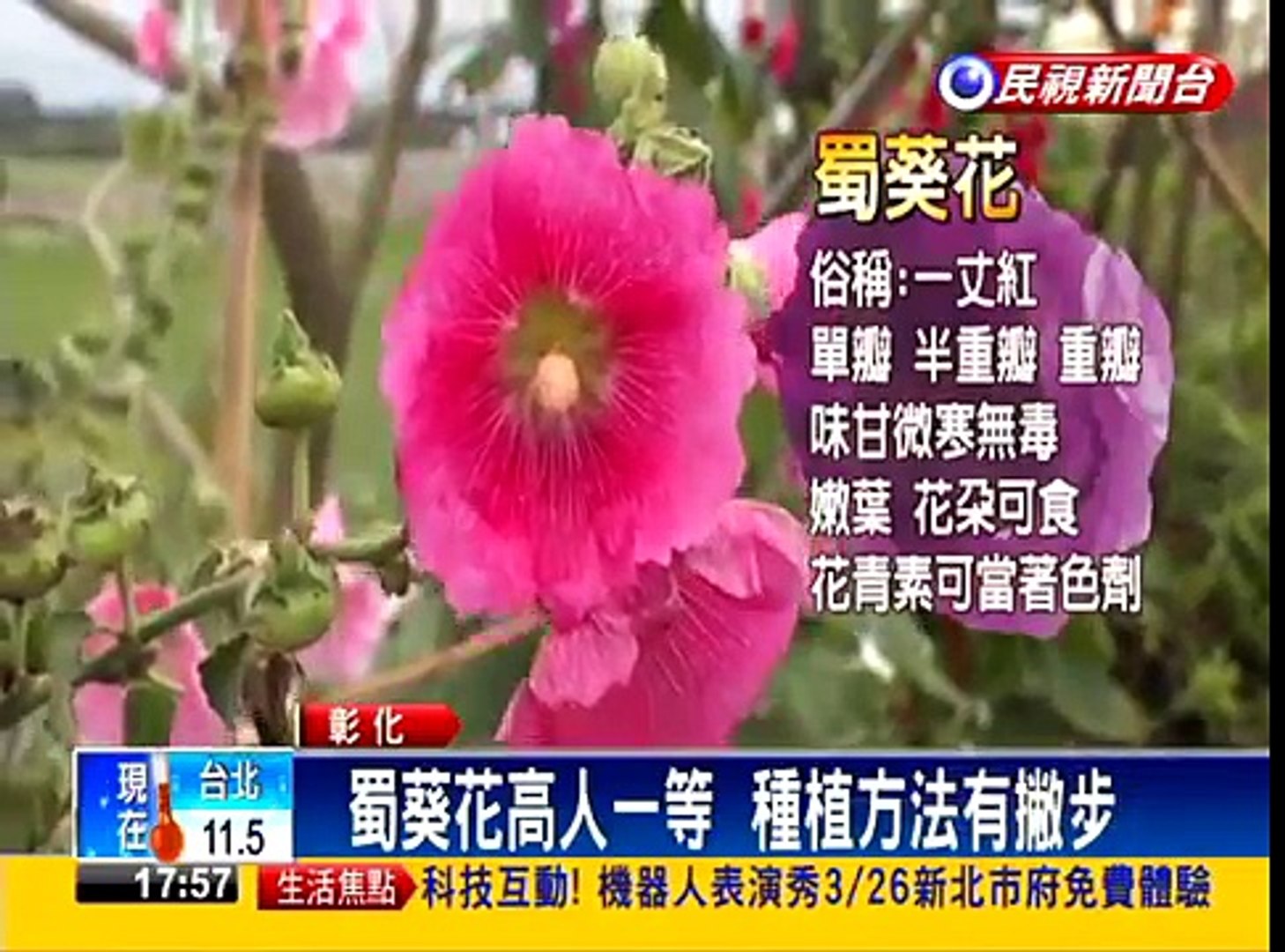 蜀葵花高人一等372公分稱霸 民視新聞 Dailymotion Video