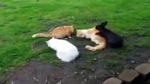 Funny Animal Videos 2014 - MATING NAUGHTY RABBITS, CATS & DOGS...... 2015 - Video