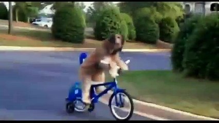 Funny animal compilation (parrots and dogs)