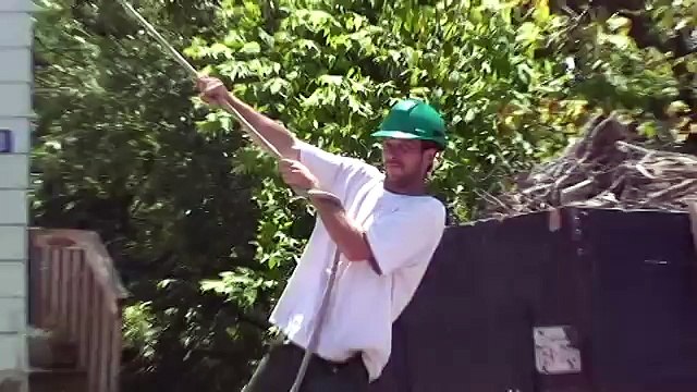 tree lopping brisbane southside