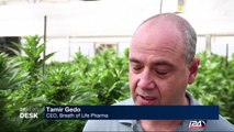 Israel sees heady future in medical marijuana