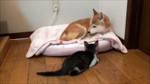 子猫に見つめられて戸惑う柴犬 Shiba watched by kitten