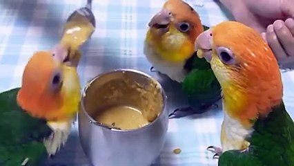 Baby birds having meal after a long day :D