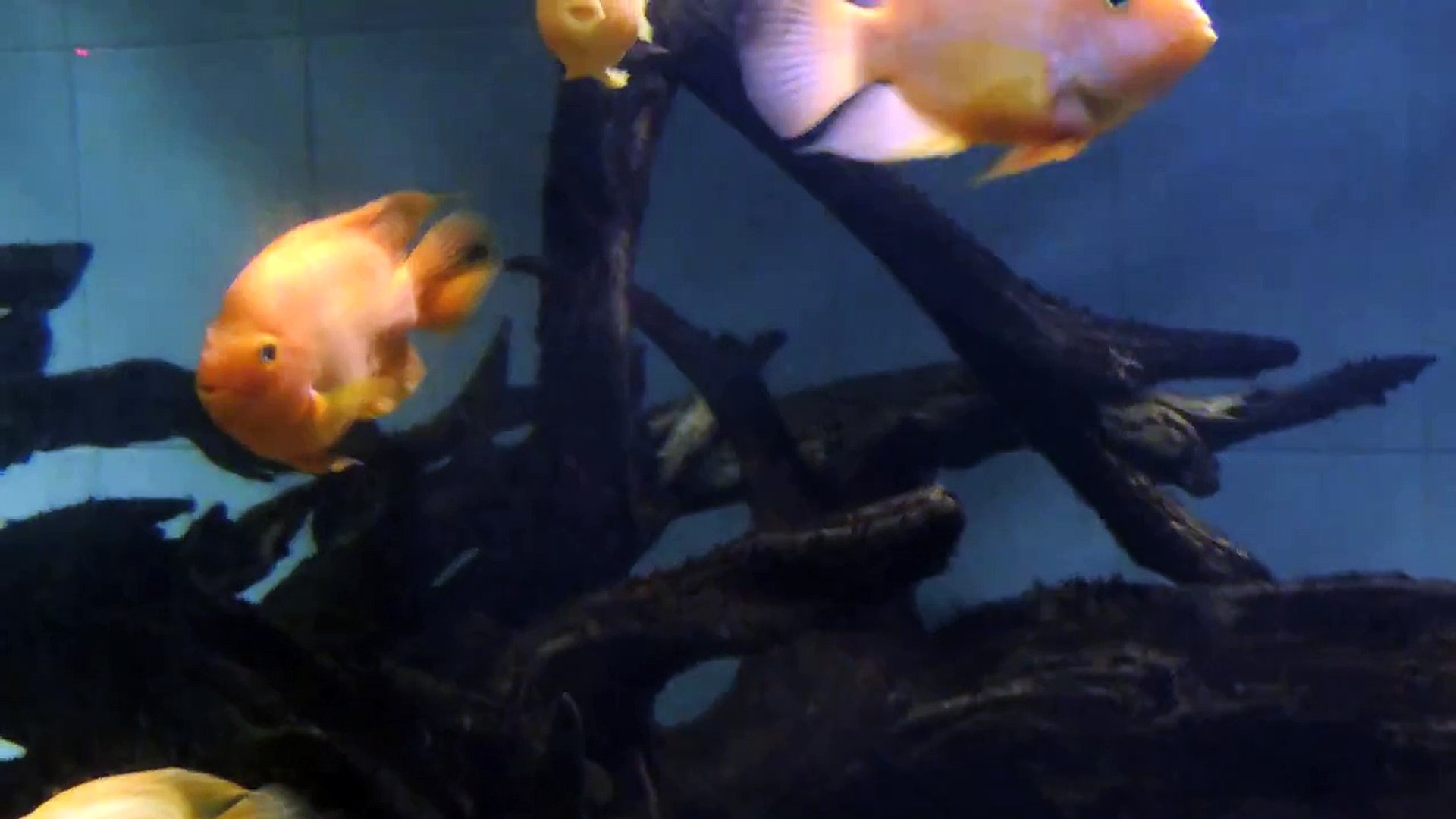 Gold fish in Sri Lankan aquarium