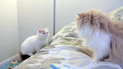 Kitten Excited to say Hi to new Friend