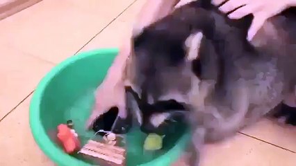Что бывает когда дома живет енот