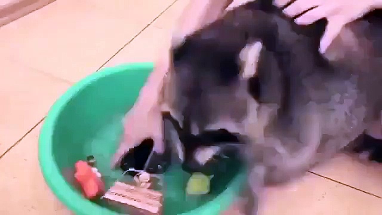 Что бывает когда дома живет енот