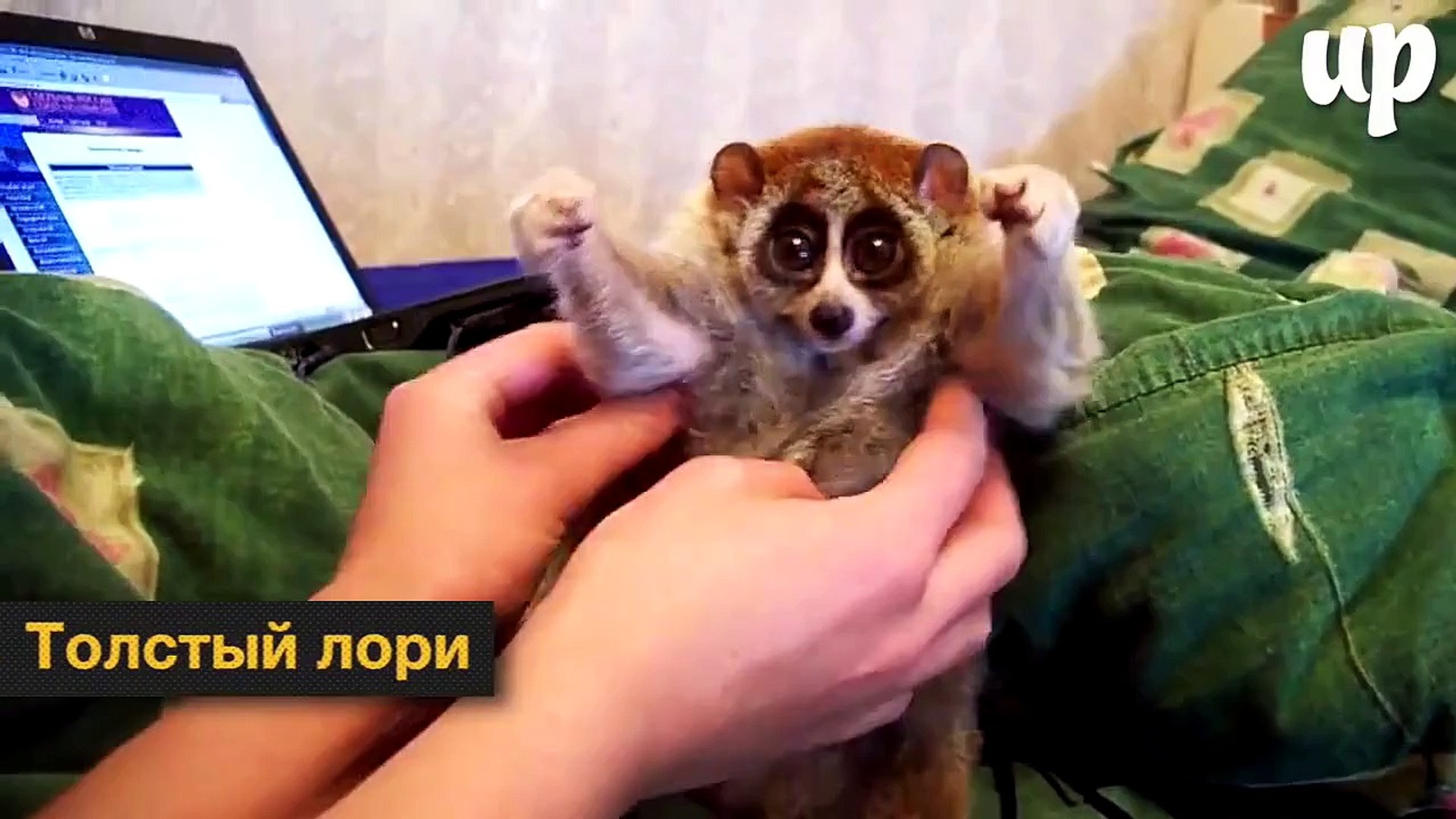 ⁣Экзотические животные, которых хочется тискать вечно