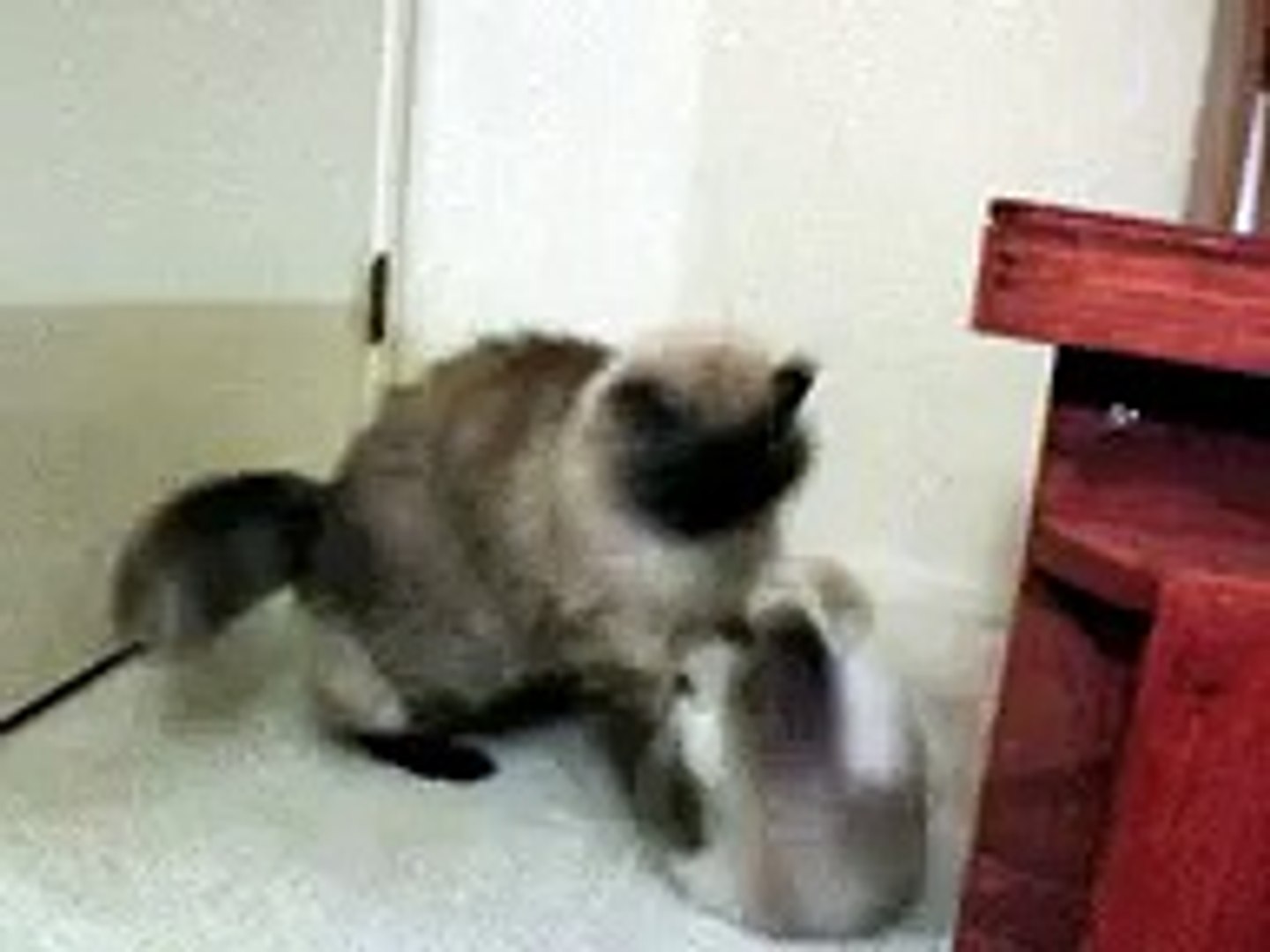 ⁣Cat meets kitten, kitten kicks butt