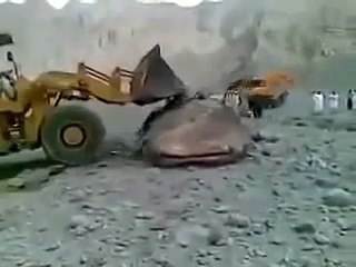 Самая большая рыба в мире