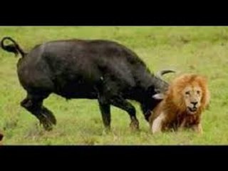 Buffalo Kill Lion To Die  Animals Attack 2016