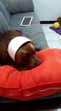 Un chien pris en flag de fouillage dans la poubelle. Il a encore le couvercle sur la tête