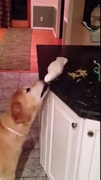 Un perroquet nourrit un chien... Sympa l'oiseau