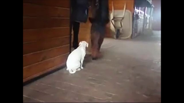 Amitié improbalble entre un cheval et un jeunechien