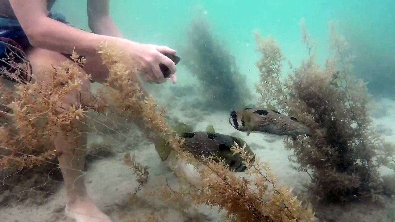 Porcupine fish rescue