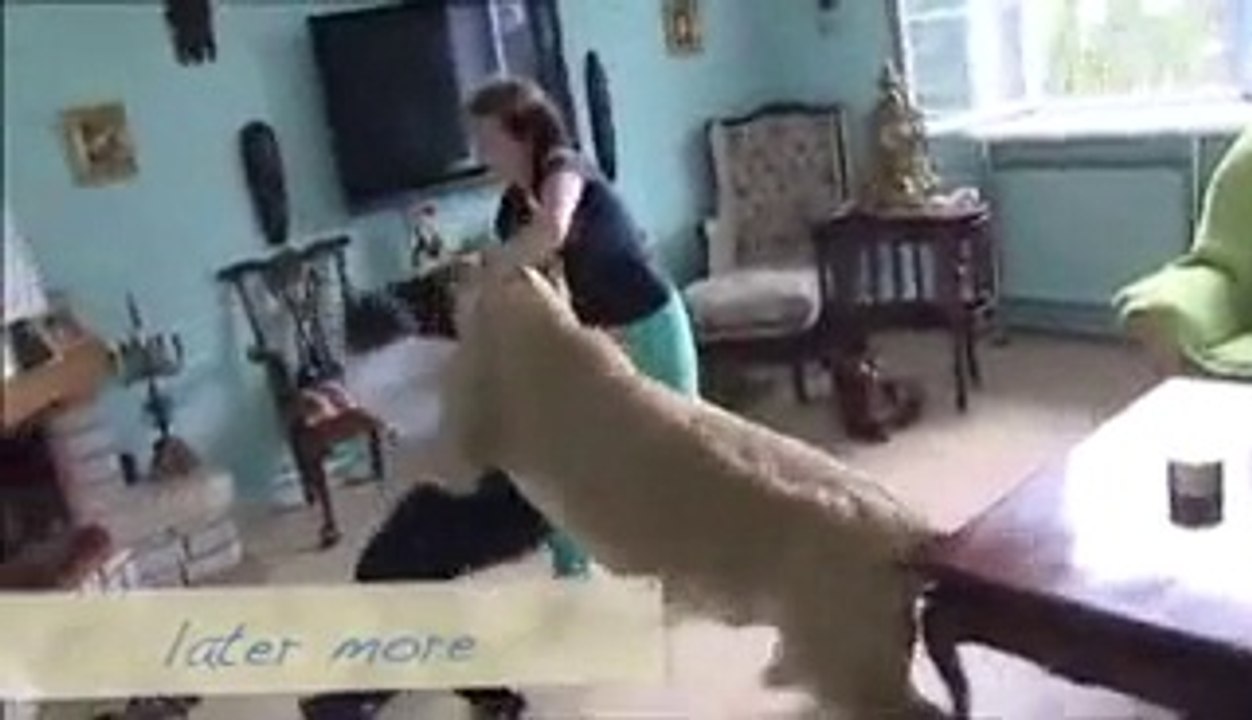 Lion Attacks Man at Home